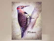 View Flicker Wild Bird Card