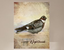 View Nighthawk Wild Bird Card